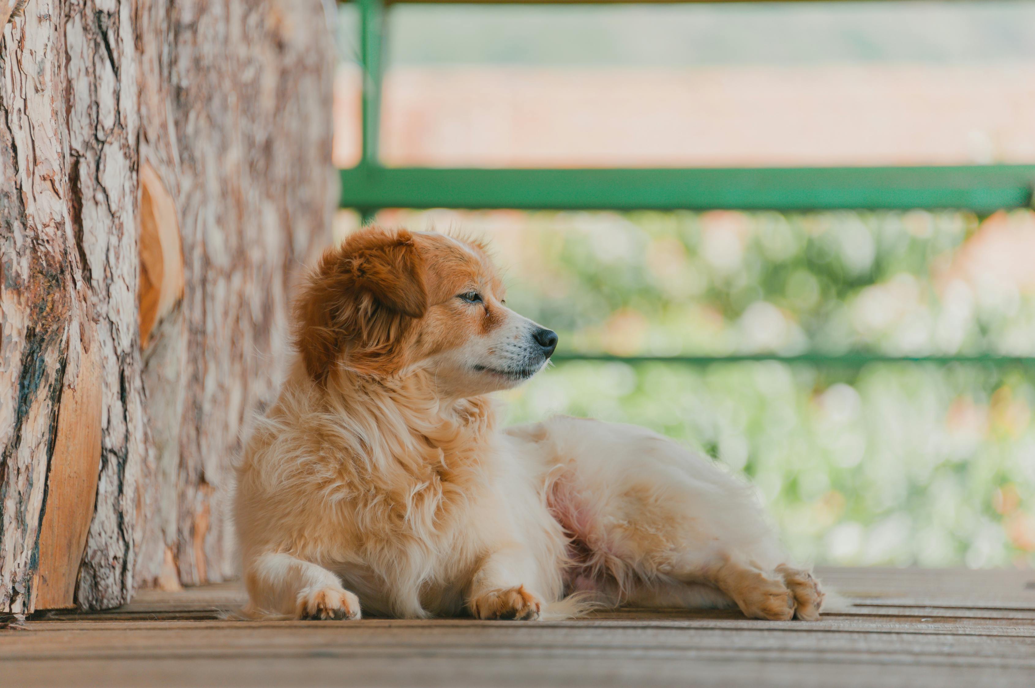 老猫守护家，六载情深深似海